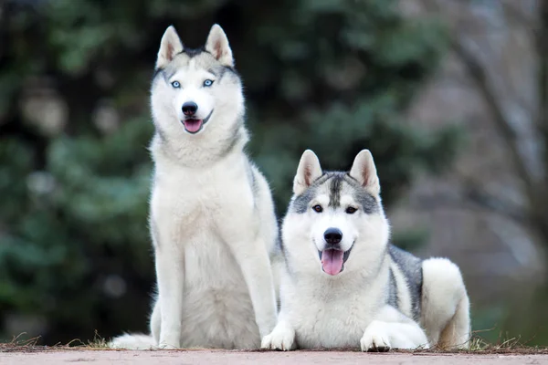 Schattige Siberische Husky Honden Buiten — Stockfoto