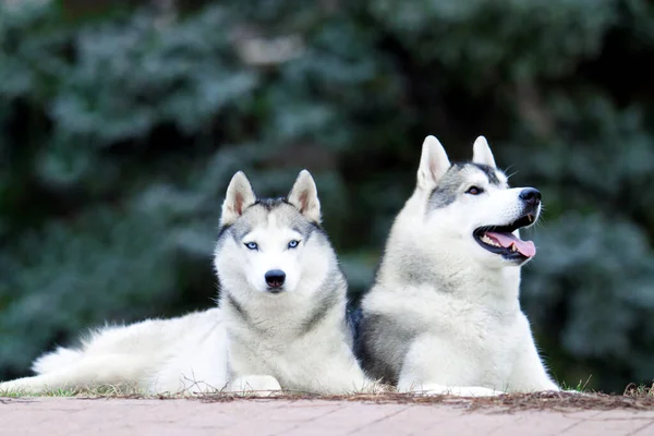 Adorável Siberiano Cães Husky Livre — Fotografia de Stock