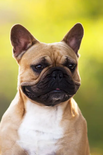 Bonito Cachorro Bulldog Francês Livre — Fotografia de Stock