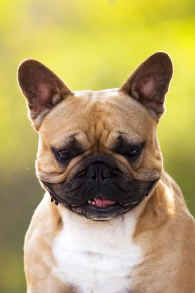 Bonito Cachorro Bulldog Francês Livre — Fotografia de Stock