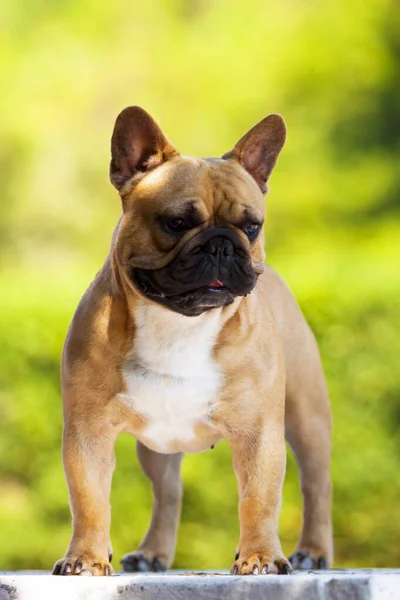 Leuke Franse Bulldog Puppy Buiten — Stockfoto