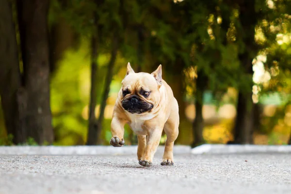 Söt Fransk Bulldogg Valp Utomhus — Stockfoto