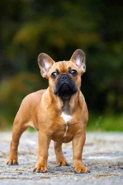 Söt Fransk Bulldogg Valp Utomhus — Stockfoto