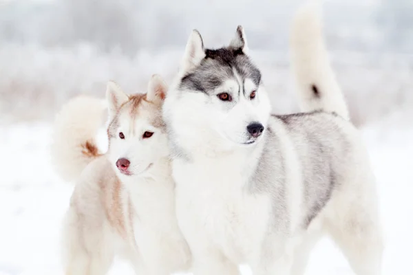 Rozkošný Sibiřský Husky Psi Venku — Stock fotografie