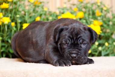 Şirin Puppy Cane Corso açık havada