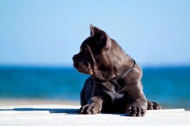 İtalyan Cane Corso köpeği açık havada