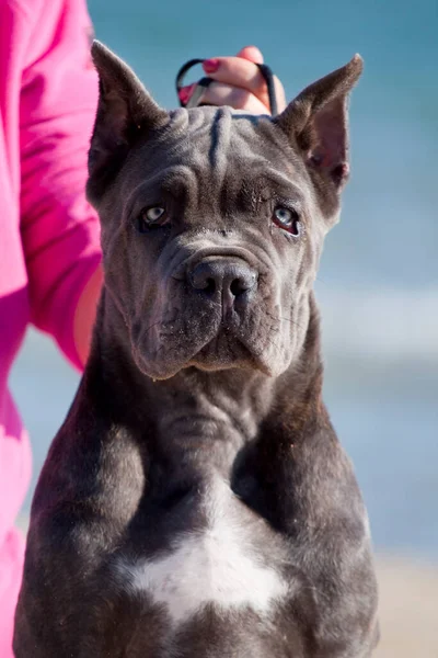 意大利犬科索犬户外 — 图库照片