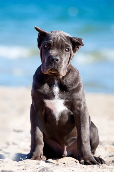 Söt Valp Cane Corso Utomhus — Stockfoto