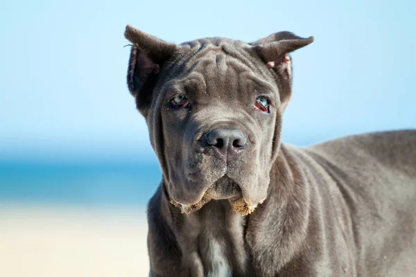 Italiaanse Cane Corso Hond Buitenlucht — Stockfoto