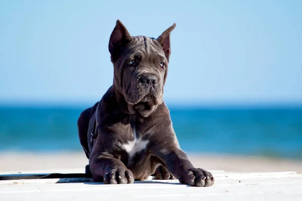 Italienska Cane Corso Hund Utomhus — Stockfoto