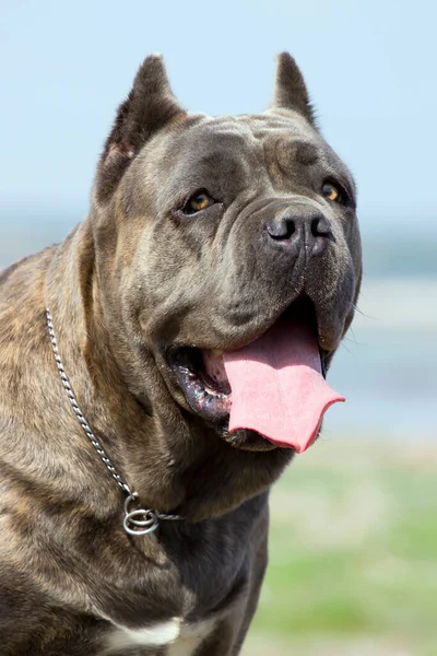 Olasz Cane Corso Kutya Szabadban — Stock Fotó