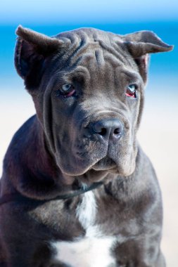 Şirin Puppy Cane Corso açık havada