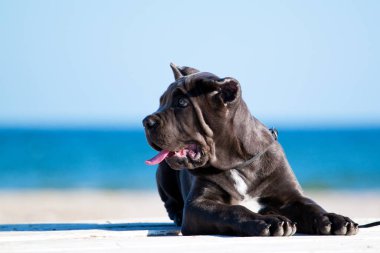 Şirin Puppy Cane Corso açık havada