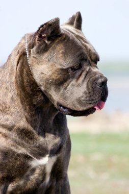 İtalyan Cane Corso köpeği açık havada