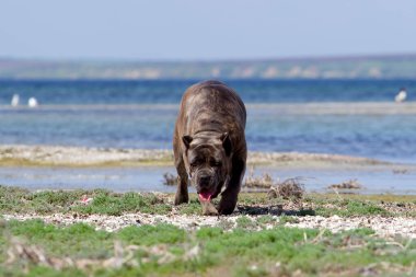 İtalyan Cane Corso köpeği açık havada