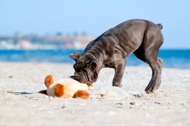 İtalyan Cane Corso köpeği açık havada