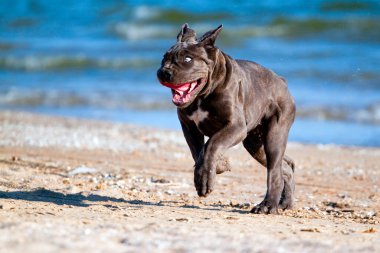 İtalyan Cane Corso köpeği açık havada