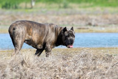 İtalyan Cane Corso köpeği açık havada