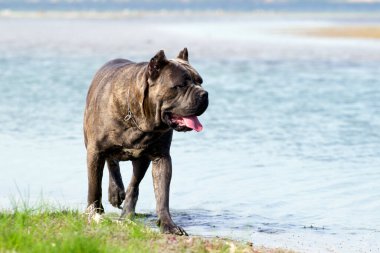 İtalyan Cane Corso köpeği açık havada