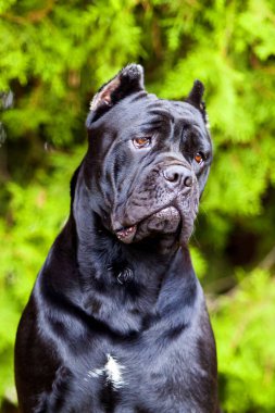 İtalyan Cane Corso köpeği açık havada