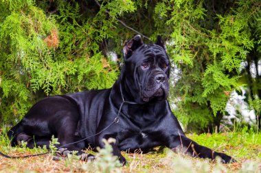 İtalyan Cane Corso köpeği açık havada
