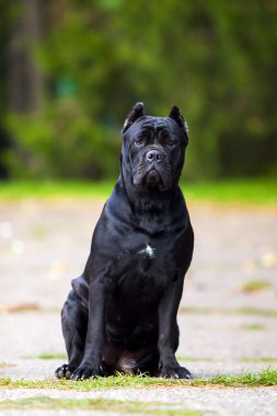 İtalyan Cane Corso köpeği açık havada