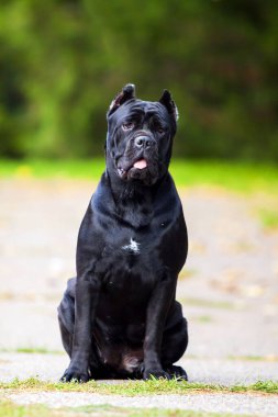 İtalyan Cane Corso köpeği açık havada
