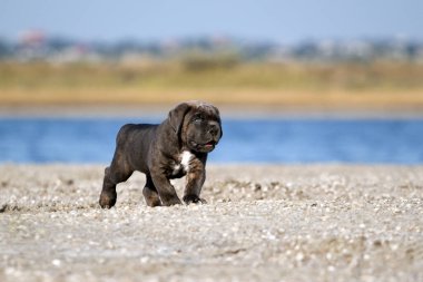 Şirin Puppy Cane Corso açık havada