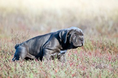 Şirin Puppy Cane Corso açık havada