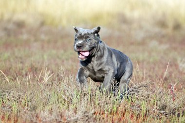 Şirin Puppy Cane Corso açık havada
