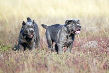 Şirin Yavru Köpekler Cane Corso açık havada