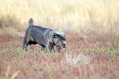 Şirin Puppy Cane Corso açık havada