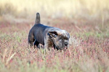 Şirin Puppy Cane Corso açık havada