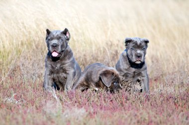 Şirin Yavru Köpekler Cane Corso açık havada