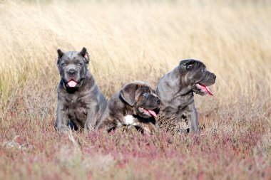 Şirin Yavru Köpekler Cane Corso açık havada