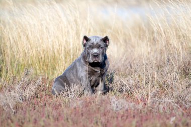Şirin Puppy Cane Corso açık havada