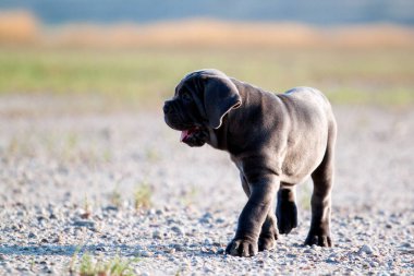Şirin Puppy Cane Corso açık havada