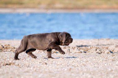 Şirin Puppy Cane Corso açık havada