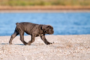 Şirin Puppy Cane Corso açık havada