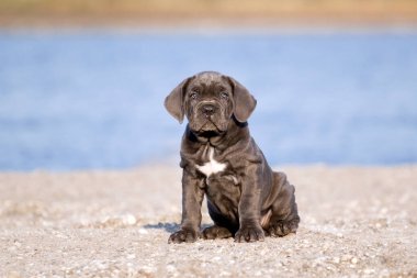 Şirin Puppy Cane Corso açık havada