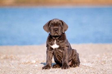 Şirin Puppy Cane Corso açık havada