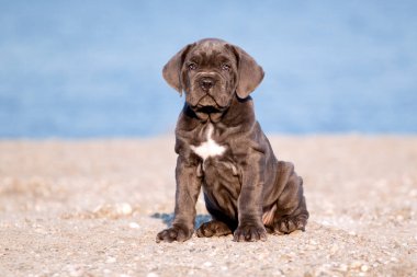 Şirin Puppy Cane Corso açık havada