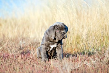 Şirin Puppy Cane Corso açık havada