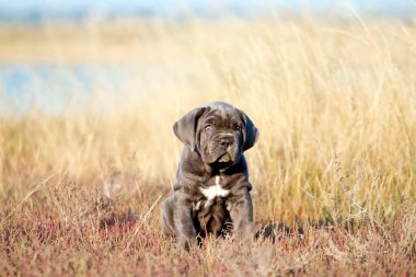Şirin Puppy Cane Corso açık havada