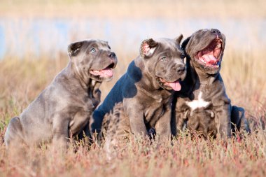 Şirin Yavru Köpekler Cane Corso açık havada