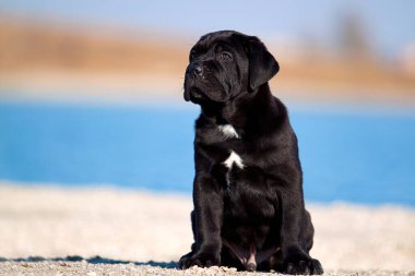 Şirin Puppy Cane Corso açık havada