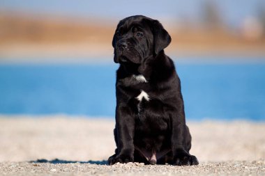 Şirin Puppy Cane Corso açık havada
