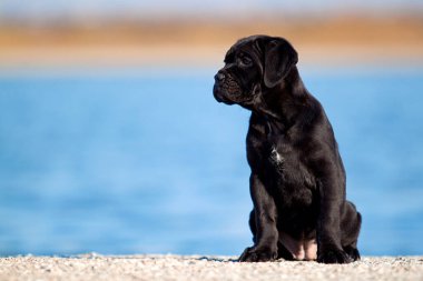 Şirin Puppy Cane Corso açık havada