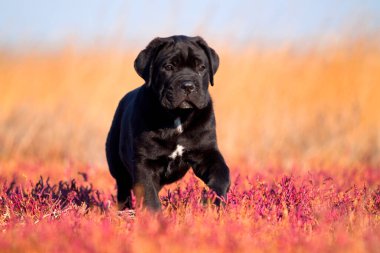 Şirin Puppy Cane Corso açık havada