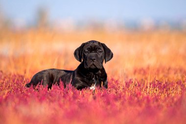 Şirin Puppy Cane Corso açık havada